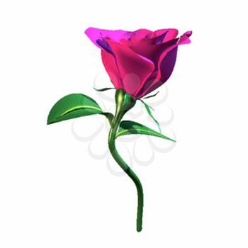 Rose Clipart