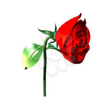 Rose Clipart