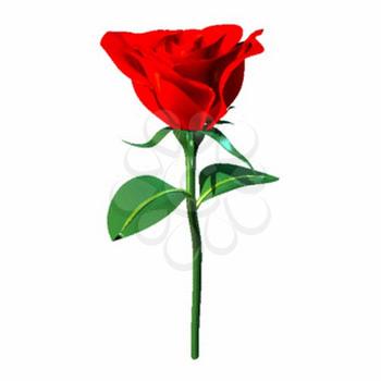 Rose Clipart