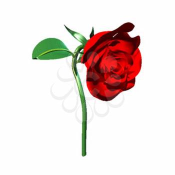 Rose Clipart