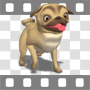 Pug dog trotting around