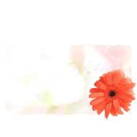 Gerbera PowerPoint Background