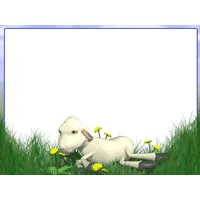 Sheep PowerPoint Background