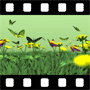 Flora Video