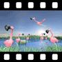 Flamingo Video