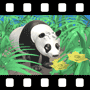 Panda Video