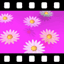 Daisies Video