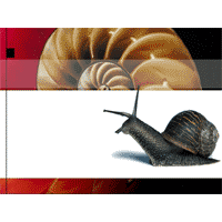 Backdrop with snail and nautilus shell