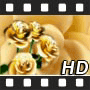 Yellow roses rotating