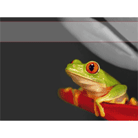 Tree frog trs