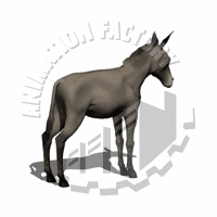 Donkey Animation