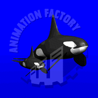 Orcas Animation