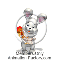 Pet Animation