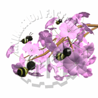 Blossoms Animation