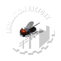 Fly Animation