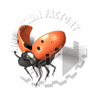 Ladybug Animation