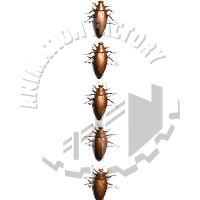 Cockroaches Animation