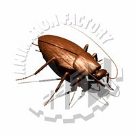 Cockroach Animation