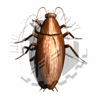Cockroach Animation