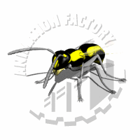 Wasp Animation