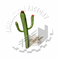 Desert Animation