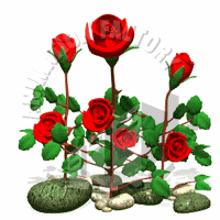 Roses Animation