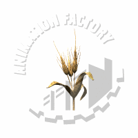 Grain Animation