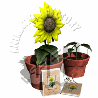 Sunflower Animation