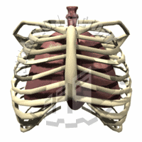 Lungs Animation