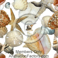 Seashells Web Graphic