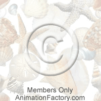 Shells Web Graphic