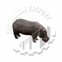Hippo Web Graphic