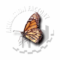 Butterfly Web Graphic