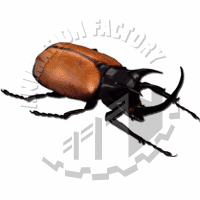 Beetle Web Graphic