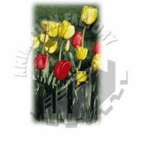 Tulips Web Graphic