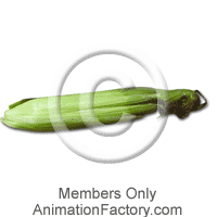 Corn Web Graphic