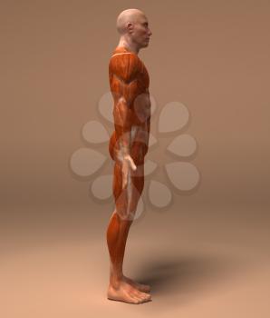 Royalty Free 3d Clipart Image of a Side View of a Muscular Man