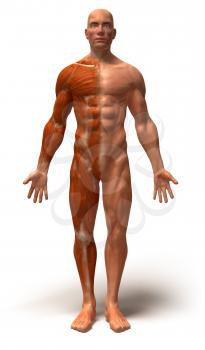 Royalty Free 3d Clipart Image of a Front View of a Muscular Man