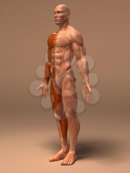Royalty Free 3d Clipart Image of a Side View of a Muscular Man