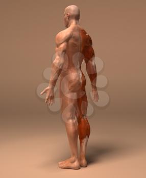 Royalty Free 3d Clipart Image of a Back View of a Muscular Man