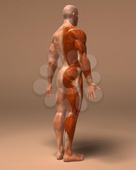 Royalty Free 3d Clipart Image of a Back Side View of a Muscular Man