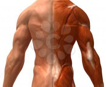 Royalty Free 3d Clipart Image of a Back View of a Muscular Male Torso