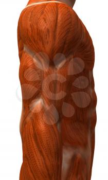 Royalty Free 3d Clipart Image of a Side View of a Muscular Male Torso
