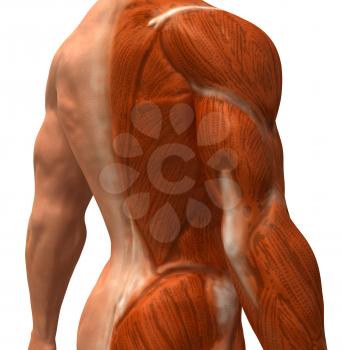 Royalty Free 3d Clipart Image of a Back Side View of a Muscular Male Torso
