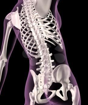 3D render of a female medical skeleton with a close up of the spine