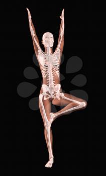 3D render of a female medical skeleton in a yoga position