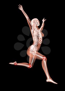 3D render of a female medical skeleton jumping with leg joints highlighted