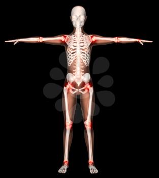 3D render of a female skeleton with main joints highlighted