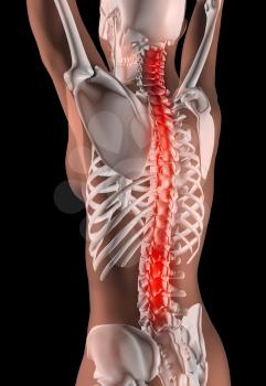 3D render of a female medical skeleton with the spine highlighted