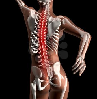 3D render of a female skeleton with spinal cord highlighted